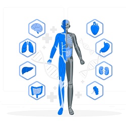 PhD in Human Anatomy and Physiology