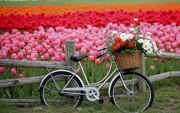 Life Quality in Netherlands
